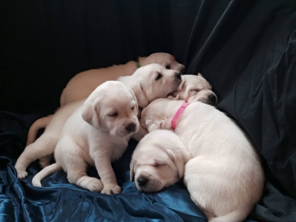 Litter of puppies