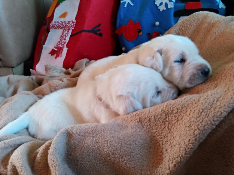 Two puppies sleeping